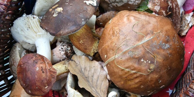 Auch fast 40 Jahre nach dem Reaktorunfall von Tschernobyl sind manche Wildpilze noch radioaktiv belastet. (Symbolbild) - Foto: Waltraud Grubitzsch/dpa-Zentralbild/dpa