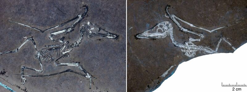 UV-Licht auf den Knochen macht deutlich, dass Pterodactylus-Schlüpfling Lucky einen gebrochenen Flügel hat.  - Foto: -/University of Leicester/EurekAlert/dpa