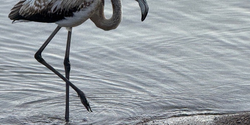 POL-FR: Folgemeldung zu: Seltener Besucher im Hochschwarzwald - Tierischer Tourist aus dem Süden macht Station am Titisee - Junger Flamingo möchte im Schwarzwald auf 845 m.ü.NHN übernachten. - Foto: presseportal.de