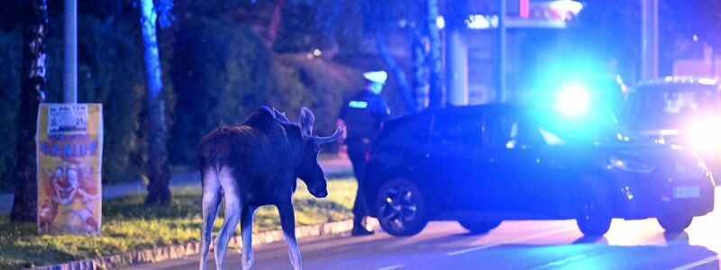 Der Elch hält Polizei und Medien auf Trab.  - Foto: Helmut Fohringer/APA/dpa