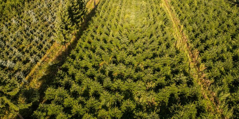 Nordmanntannen sind die beliebtesten Weihnachtsbäume in Deutschland, doch auch Blaufichten wie hier in Sachsen zieren zum Fest manche Stube. - Foto: Robert Michael/dpa