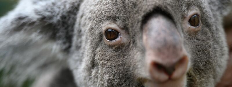 Koalas sind vielerorts in Australien stark bedroht. (Archivbild) - Foto: Robert Michael/dpa