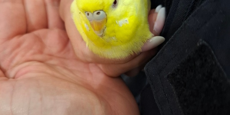 POL-HL: Stockelsdorf/Ostholstein Wellensittich gefunden - Foto: presseportal.de