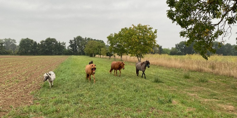 POL-PDNW: Pferde auf Abwegen in Haßloch - Foto: presseportal.de