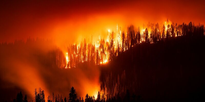Das «Garnet Fire» bedroht Riesenmammutbäume im Waldgebiet McKinley Grove. - Foto: Noah Berger/FR34727 AP/AP/dpa