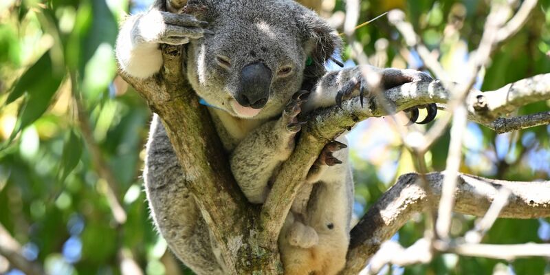 Bisher konnten Tierärzte den ikonischen Beuteltieren oft nicht helfen - der Impfstoff soll das ändern. - Foto: Darren England/AAP/dpa