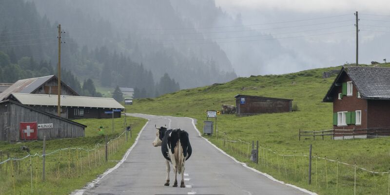 «Die Zahl der Deutschen mit Wohnsitz in der Schweiz steigt seit Jahren kontinuierlich», berichtete die Statistikbehörde. Binnen zehn Jahren erhöhte sich die Zahl der Deutschen in der Schweiz um 10,7 Prozent. (Archivfoto) - Foto: Urs Flueeler/KEYSTONE/dpa