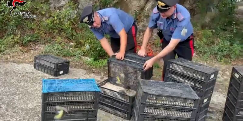 Den Einsatzkräften fiel der Kleintransport bei einer Verkehrskontrolle auf. - Foto: ---/Carabinieri Reggio Calabria/dpa