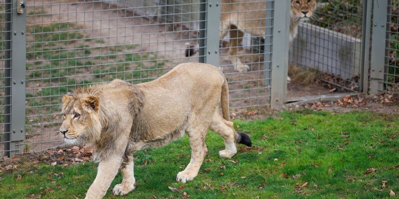 Mehrere Löwen stürzten sich auf den Zoo-Mitarbeiter. (Symbolbild) - Foto: Friso Gentsch/dpa