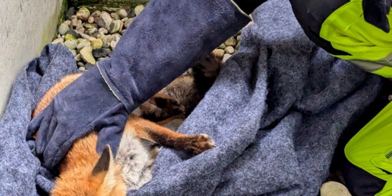 FW-M: Verletzter Fuchs gerettet (Obersendling) - Foto: presseportal.de