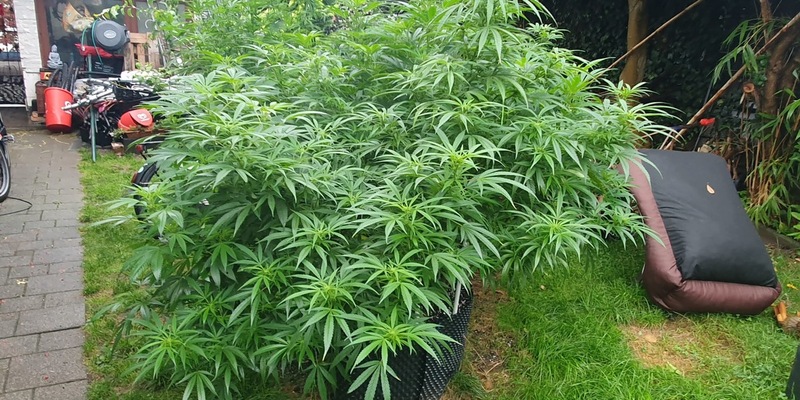 POL-K: 250910-4-K Kripo Köln stellt gestohlene IPads sicher und erntet Cannabis-Plantage ab - Foto: presseportal.de