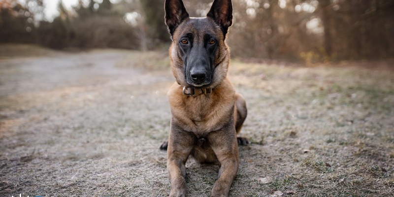 POL-DU: Untermeiderich: Rauschgiftspürhund findet Drogen bei Durchsuchung - Foto: presseportal.de