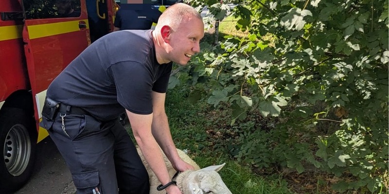 FW-EN: Schaf, Brandmelder und Türöffnungen halten Feuerwehr auf Trab - Foto: presseportal.de