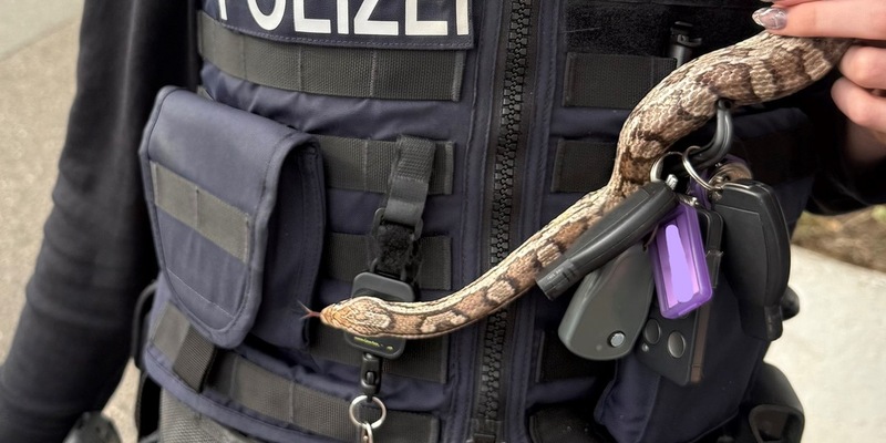 POL-RZ: Kornnatter in Ahrensburg aufgefunden - Foto: presseportal.de