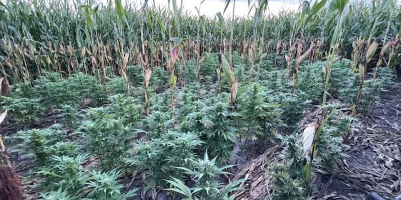 POL-NMS: 20250915-5-Zeugenaufruf:Feststellung einer Hanfplantage in einem Maisfeld in Padenstedt - Foto: presseportal.de