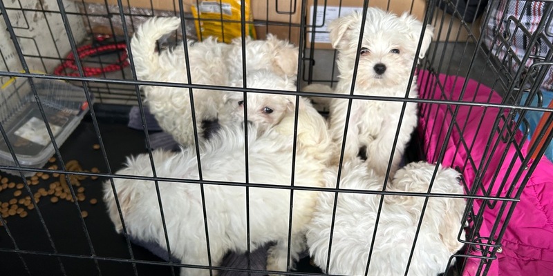 HZA-SW: Schweinfurter Zoll stoppt Welpenschmuggel auf der A3 - Foto: presseportal.de