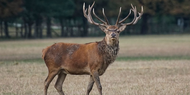 Wildunfälle im Herbst - ein oft unterschätztes Risiko - Foto: presseportal.de