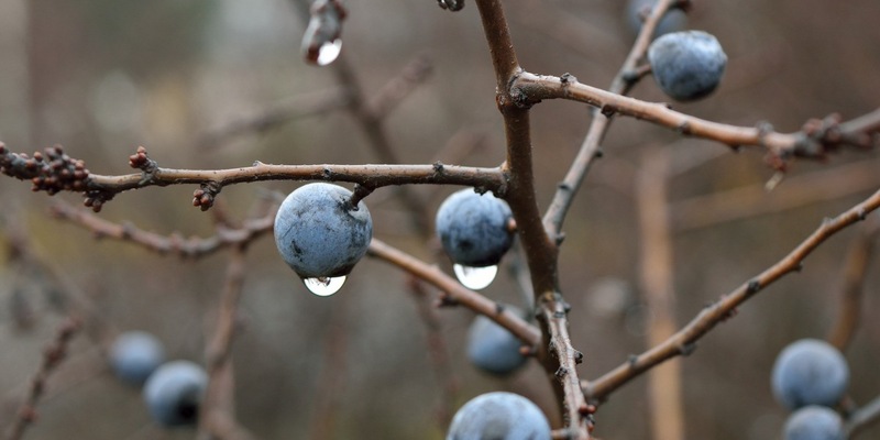 Ökotipp: Kirschlorbeer? Diese sieben ökologischen Alternativen gibt es - Foto: presseportal.de