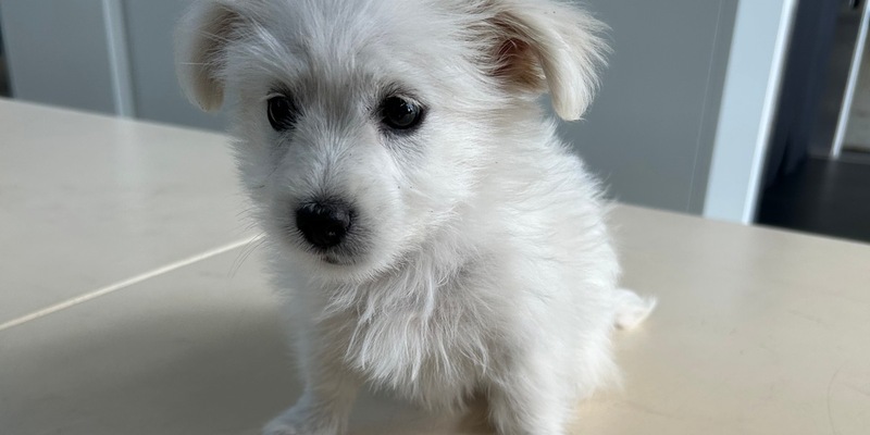 HZA-A: Zoll entdeckt acht Wochen alten Hundewelpen - Foto: presseportal.de