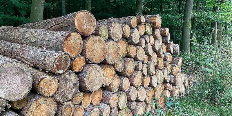 Holzstämme im Wald (Archiv) - Foto: über dts Nachrichtenagentur