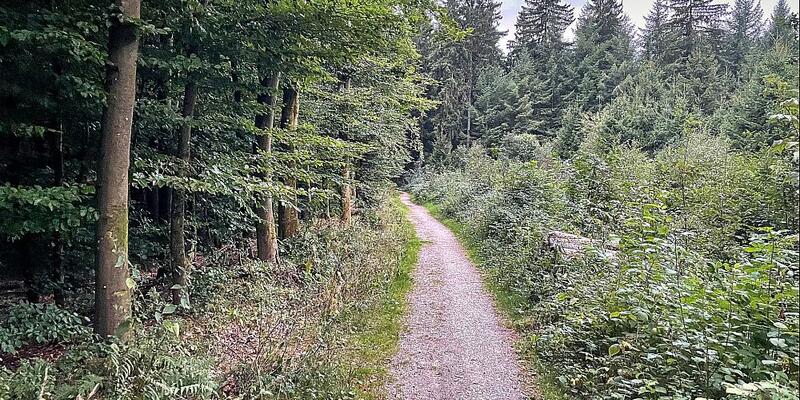 Waldweg (Archiv) - Foto: über dts Nachrichtenagentur