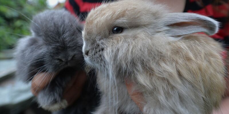 Angorakaninchen sind in Deutschland bedroht (Archivbild). - Foto: picture alliance / dpa