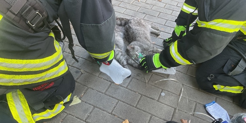FW-DO: Wohnungsbrand in Dortmunder Innenstadt-Eine Person und zwei Katzen verletzt - Foto: presseportal.de