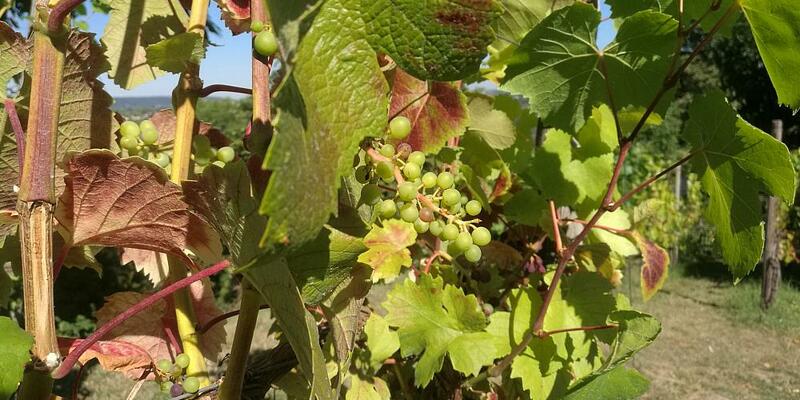 Weinstock (Archiv) - Foto: über dts Nachrichtenagentur