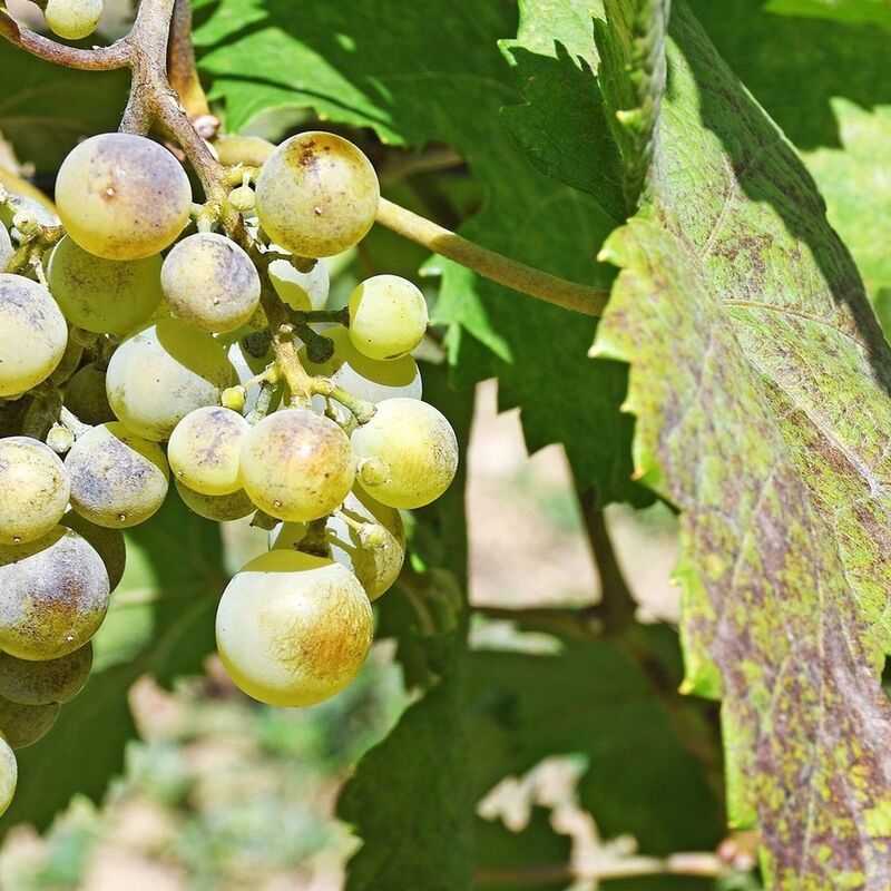 Echter Mehltau ist eine Pilzkrankheit, gegen die Backpulver helfen kann. (Archivbild)  - Foto: Peter Zschunke/dpa