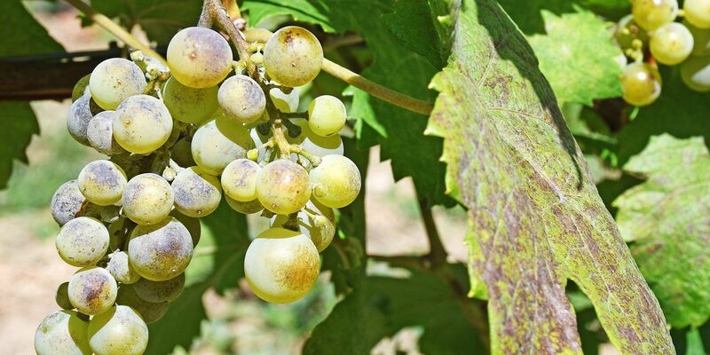 Echter Mehltau ist eine Pilzkrankheit, gegen die Backpulver helfen kann. (Archivbild)  - Foto: Peter Zschunke/dpa