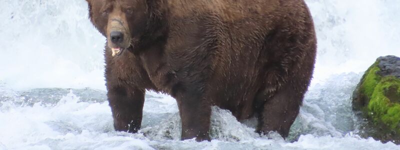 Wird er das Rennen machen?: Braunbär 32 mit Namen Chunk wiegt über 500 Kilogramm und hat eine auffällige Narbe auf der Schnauze.  - Foto: T. Carmack/Katmai-Nationalpark/dpa