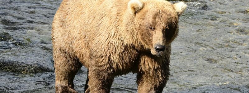 Die massige Siegerin von 2023 und 2024, Braunbärin Grazer (Nummer 128), ist erneut dabei.  - Foto: Christine Loberg/Katmai-Nationalpark/dpa