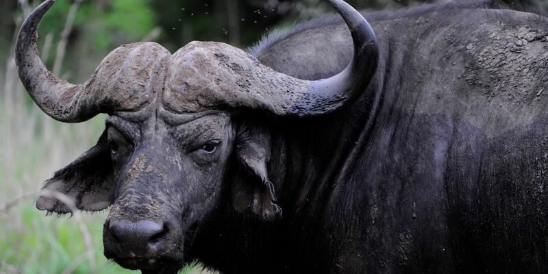 Dramatisches Ende eines Löwenangriffs: Dutzende Büffel in Panik trampeln sich in einem Fluss zu Tode. (Archivbild) - Foto: Frank May/dpa