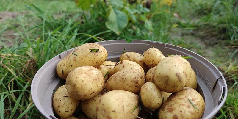 Geerntete Kartoffeln (Archiv) - Foto: über dts Nachrichtenagentur