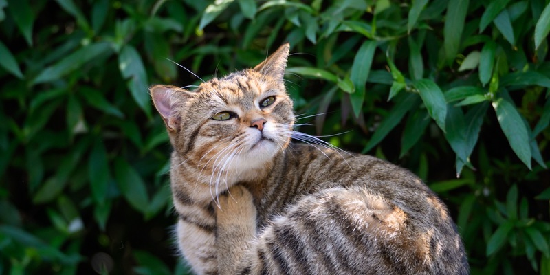Flohstiche können bei Katzen Allergien auslösen - Foto: presseportal.de