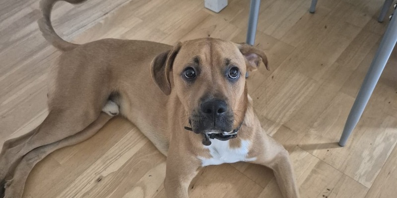 POL-WHV: Diebstahl eines Boxer-Mischling beim LIDL-Markt Varel - Zeugen gesucht - Foto: presseportal.de