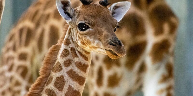 Eine Kordofan-Giraffe ist im Pariser Zoo geboren. - Foto: M. Descombes/MNHN/dpa