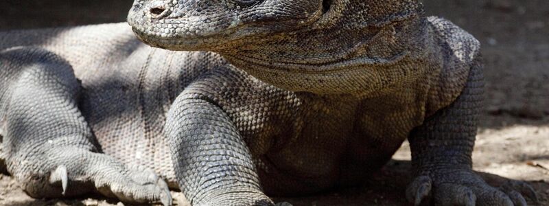 Komodo-Warane sind offiziell als «gefährdet» eingestuft. (Archivbild) - Foto: Matthys/epa/dpa
