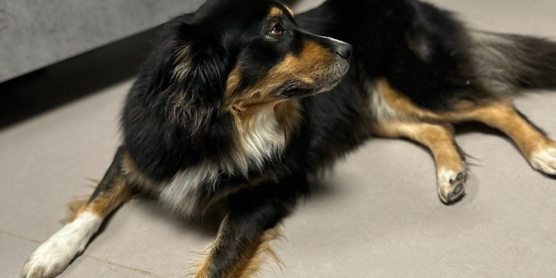 POL-PIOPP: Neues Personal der PI Oppenheim - Besitzer gesucht - Foto: presseportal.de