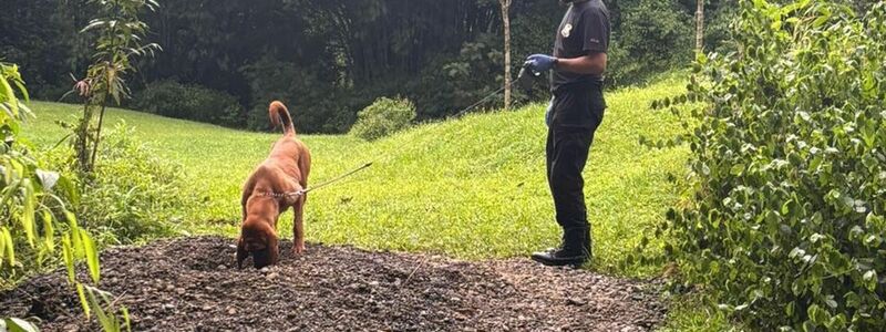 Auf diesem von der costa-ricanischen Ermittlungsbehörde zur Verfügung gestellten Bild ist der Fundort zu sehen. - Foto: ---/OIJ Costa Rica/dpa