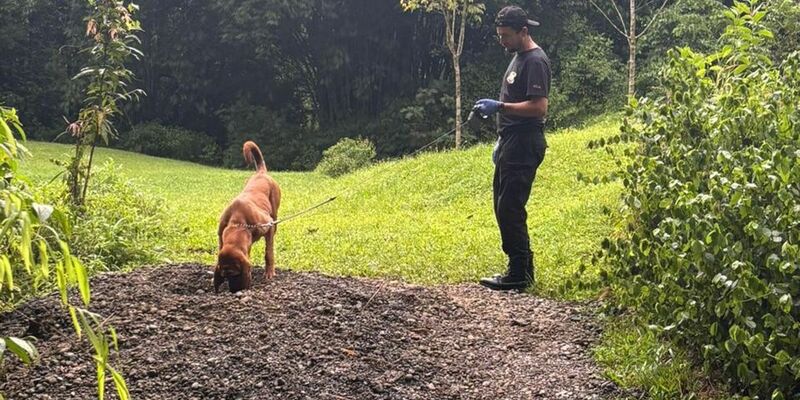 Die Ermittler entdeckten die Leichen mit Hilfe eines Spürhunds. - Foto: ---/OIJ Costa Rica/dpa