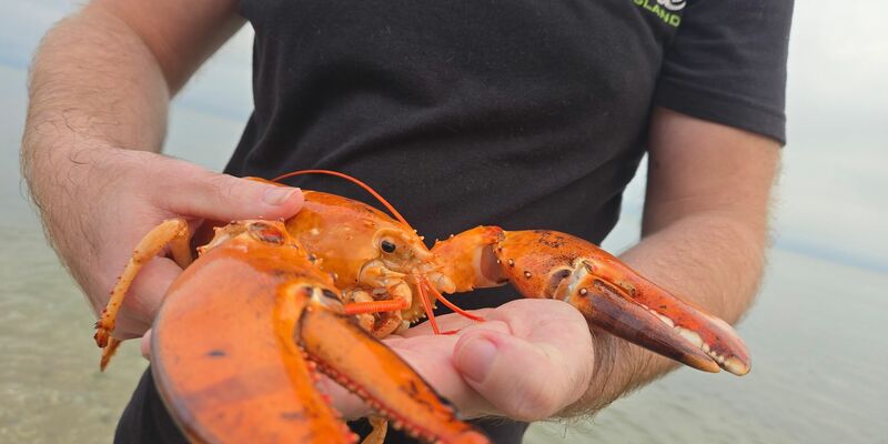 Das Tier wurde in einem Supermarkt im US-Bundesstaat New York gefunden und gerettet.  - Foto: -/Humane Long Island/dpa