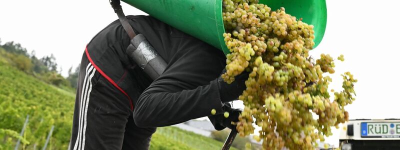 Von Baden bis zum Rheingau ist die Weinlese schon beendet. - Foto: Arne Dedert/dpa