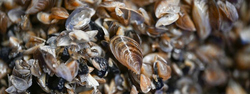 Die kleinen Muscheln entwickeln sich zum Problemfall. (Archivbild)  - Foto: Felix Kästle/dpa