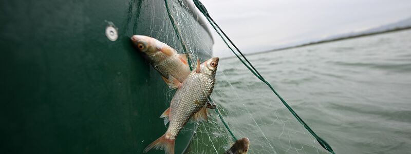 Rotaugen sind nicht nur als Speisefisch beliebt, sie sollen auch die rasante Ausbreitung der Quagga-Muscheln im Bodensee bremsen. (Archivbild)   - Foto: Felix Kästle/dpa