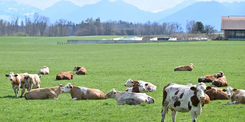 Auch auf Bayerns Weiden werden Rinder seltener. Das «Alpenfleckvieh» - so der offizielle Name - ist ein sogenanntes Doppelnutzungsrind, das sowohl für Fleisch- als auch Milchproduktion gezüchtet wird. Die in Norddeutschland üblichen schwarz-bunten Holsteinrinder hingegen sind Milchkühe. (Symbolbild) - Foto: Uwe Lein/dpa