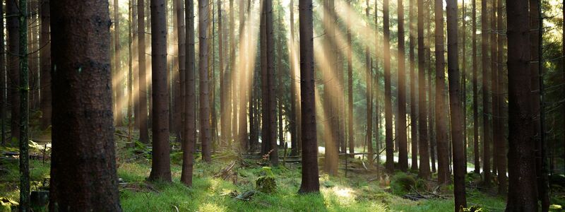 Die Umweltagentur EEA zeigt auf, wie es um die europäische Natur bestellt ist. (Illustration) - Foto: Nicolas Armer/dpa/dpa-tmn
