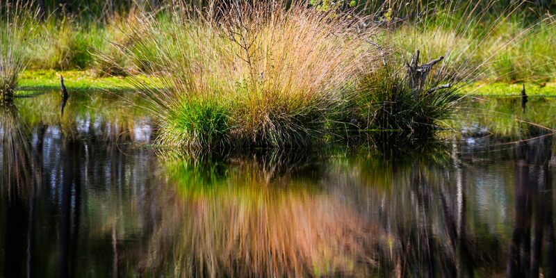 Intakte Moore sollen dem Klima helfen. (Symbolbild) - Foto: Julian Stratenschulte/dpa