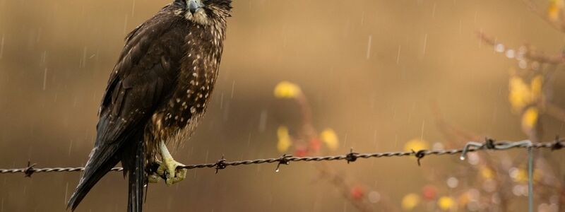 Neuseelandfalken jagen mit einer Geschwindigkeit von bis zu 200 Stundenkilometern. - Foto: Craig McKenzie/Forest and Bird/dpa