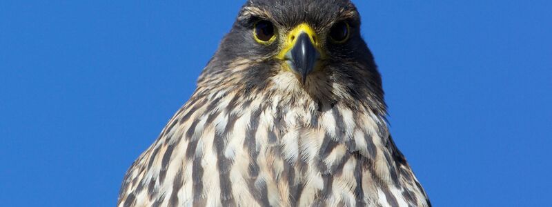 Der Karearea ist Neuseelands einziger Falke. - Foto: Luc Hoogenstein/Forest and Bird/dpa